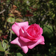 2 Yaş İthal Esmeralda Gül Fidanı