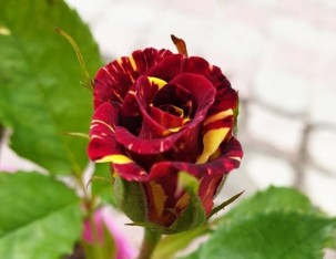 2 Yaş İthal Vulcanica (kırçıllı) Gül Fidanı