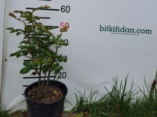 2 Yaş İthal Vulcanica (kırçıllı) Gül Fidanı