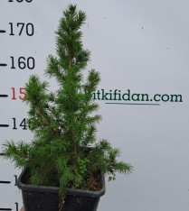 2 Yaş Konik Ladin Fidanı (bodur Ladin)