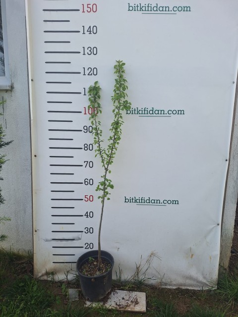 2 Yaş Ahlat( Dağ Armut) Fidanı-100-120 cm