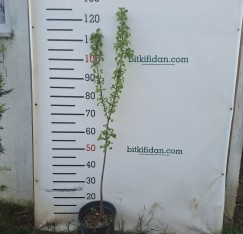 2 Yaş Ahlat( Dağ Armut) Fidanı-100-120 cm