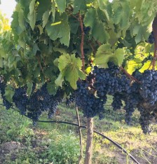 2 Yaş Alphonse Lavella Üzmüm Fidanı