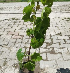 2 Yaş Alphonse Lavella Üzmüm Fidanı