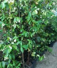 2 Yaş Arap Yasemini