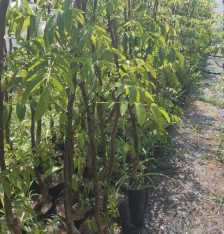 2 Yaş Aşılı Chandler Ceviz Fidanı (100 Cm)