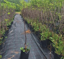 2 Yaş Aşılı Chandler Ceviz Fidanı (100 Cm) 2 Yaş Aşılı Chandler Ceviz Fidanı (100 Cm)