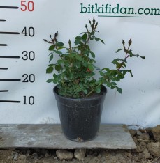 2 Yaş Aşılı İthal Schöne Koblenzerin Gül Fidanı (kırmızı-krem)