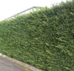 2 Yaş Aşılı Leylandi Fidanı