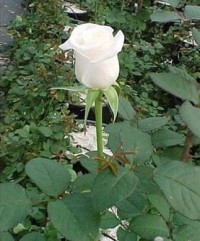 2 Yaş Aşılı Yerli Gül Fidanı-beyaz Renk