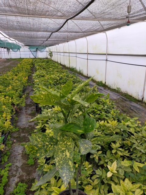 2 Yaş Aucuba Japonica Akuba Lekeli Defne Fidanı