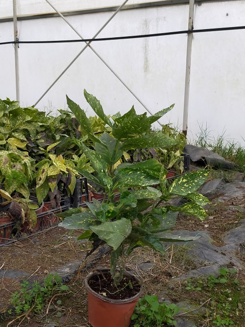 2 Yaş Aucuba Japonica Akuba Lekeli Defne Fidanı