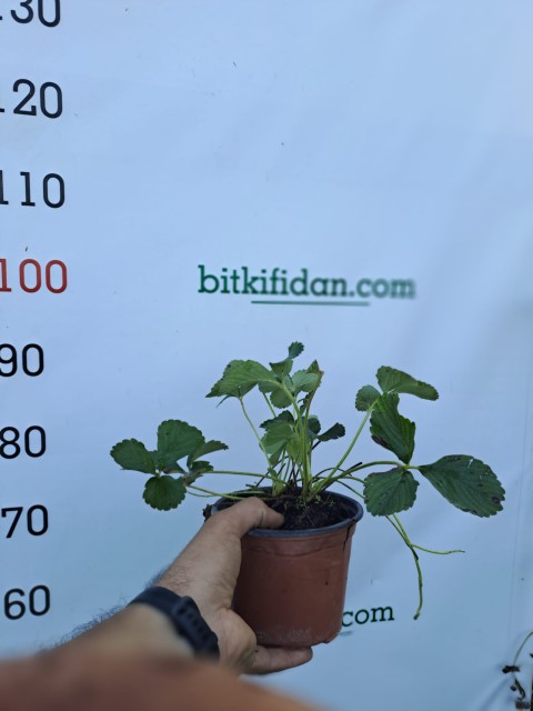 2 Yaş 4' lü Beyaz Çilek Fidesi- Pineberry