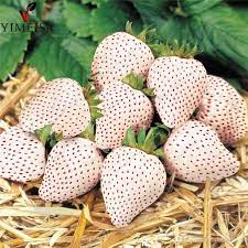 2 Yaş 4' lü Beyaz Çilek Fidesi- Pineberry