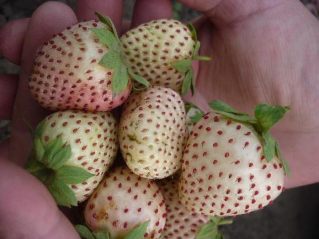 2 Yaş 4' lü Beyaz Çilek Fidesi- Pineberry