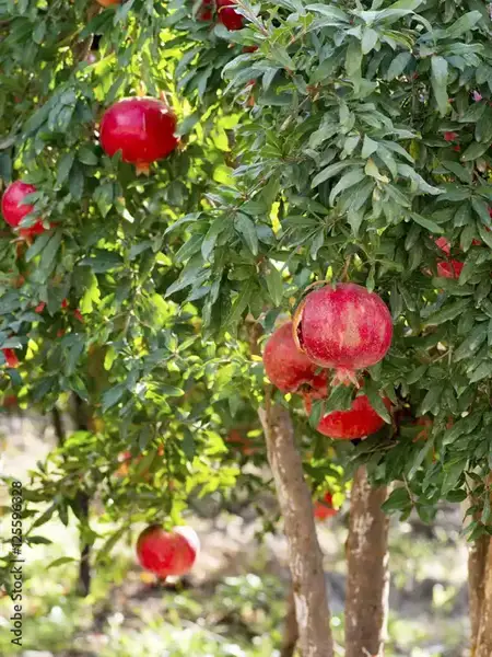 2 Yaş Çekirdeksiz Nar Fidanı