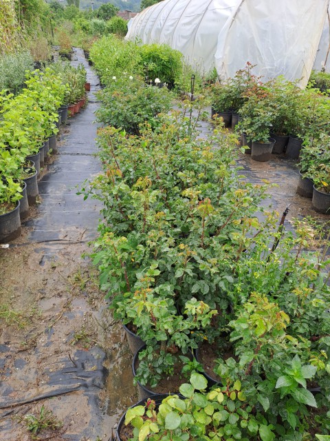 2 Yaş Cherry Girll (KIRMIZI) İthal Gül Fidanı