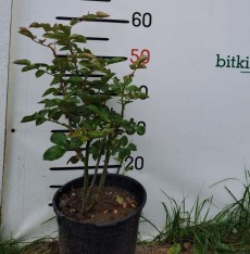 2 Yaş Cherry Girll (kırmızı) İthal Gül Fidanı