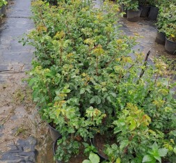 2 Yaş Cherry Girll (kırmızı) İthal Gül Fidanı