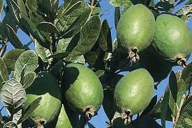 2 Yaş Feijoa(Kaymak Ağacı) Meyve Fidanı 2 Adet