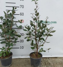 2 Yaş Feijoa(kaymak Ağacı) Meyve Fidanı 2 Adet