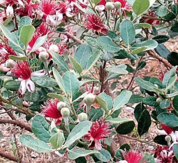 2 Yaş Feijoa(kaymak Ağacı) Meyve Fidanı 2 Adet