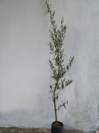 2 Yaş Gemlik Zeytini Fidanı