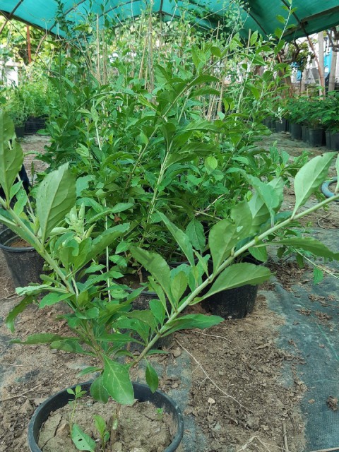 2 Yaş Goji Berry (kurt Üzümü)