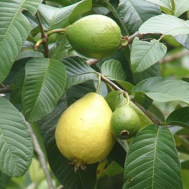 2 Yaş Guava Fidanı