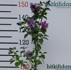 2 Yaş Gül  Hatmi (hibiscus) Fidanı