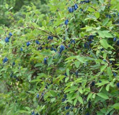 2 Yaş Honey Berry - Bal Yemişi Fidanı