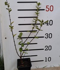 2 Yaş Honey Berry - Bal Yemişi Fidanı