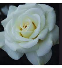 2 Yaş İthal Afrodit Gül Fidanı(beyaz)