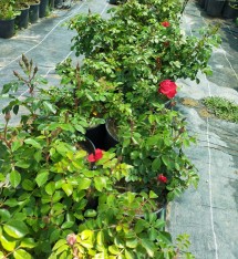 2 Yaş İthal Aşılı Black Forest Rose Gül Fidanı (açık Kırmızı)