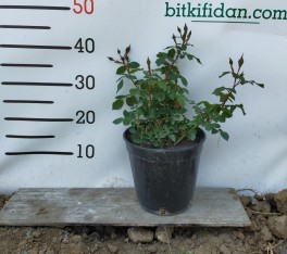 2 Yaş İthal Jugendliebe Gül Fidanı