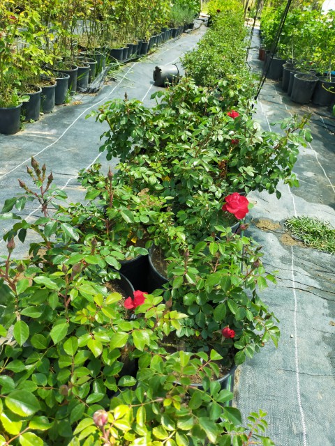 2 Yaş İthal Maxi Vita Gül Fidanı (pembe)
