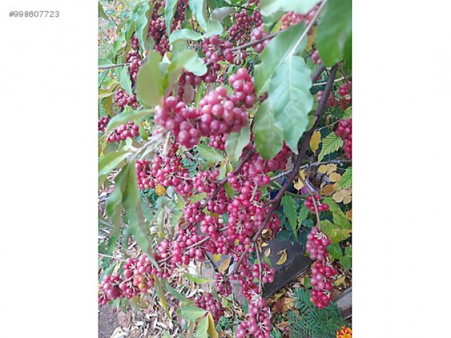 2 Yaş Japon İğdesi-güz Yemişi -kırmızı Renk