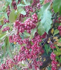 2 Yaş Japon İğdesi-güz Yemişi -kırmızı Renk