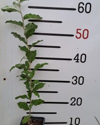 2 Yaş Japon İğdesi-güz Yemişi -kırmızı Renk