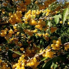 2 Yaş Japon İğdesi-güz Yemişi -sarı Renk