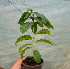 2 Yaş Kahve Ağacı Fidanı