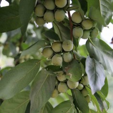 2 Yaş Kara Hurma (Yabani Hurma) Fidanı