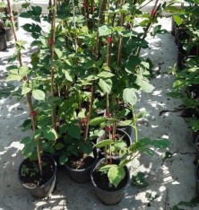 2 Yaş Kara Mürver Fidanı