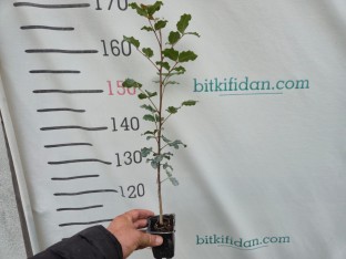 Keçi Boynuzu (Harnup) Fidanı 2 Yaş