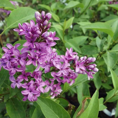 2 Yaş Leylak Fidanı (Syringa Chinensis)