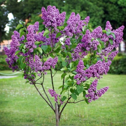 2 Yaş Leylak Fidanı (Syringa Chinensis)
