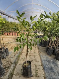 2 Yaş Mayer Yediveren Limon  Fidanı