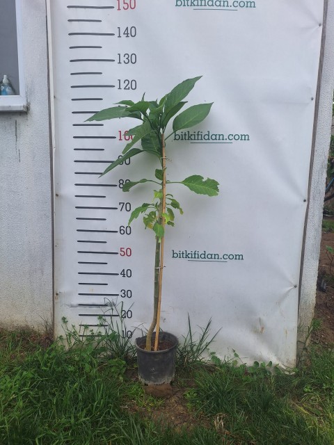 2 Yaş Melek Borusu Çiçeği Fidanı-(100-120 cm)