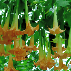 2 Yaş Melek Borusu Çiçeği Fidanı-(100-120 Cm)