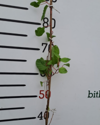 2 Yaş Mini Kivi Ananasya Fidanı